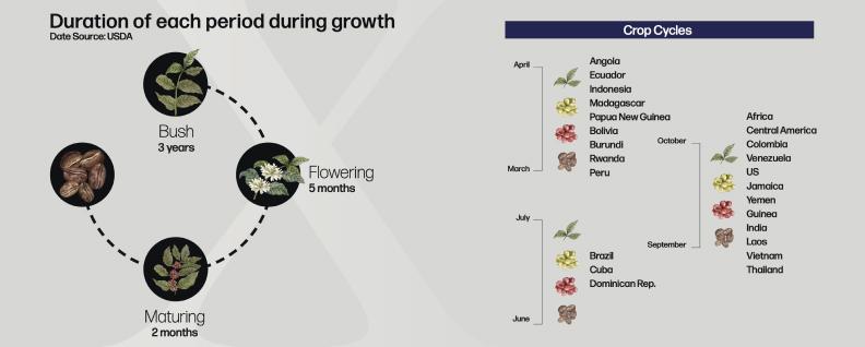 Diagram showing the different growth stages of a coffee plant
