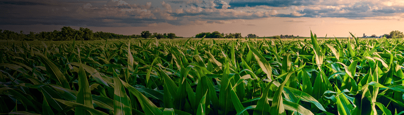 Trading, hedging and risk mitigation for the corn market | StoneX