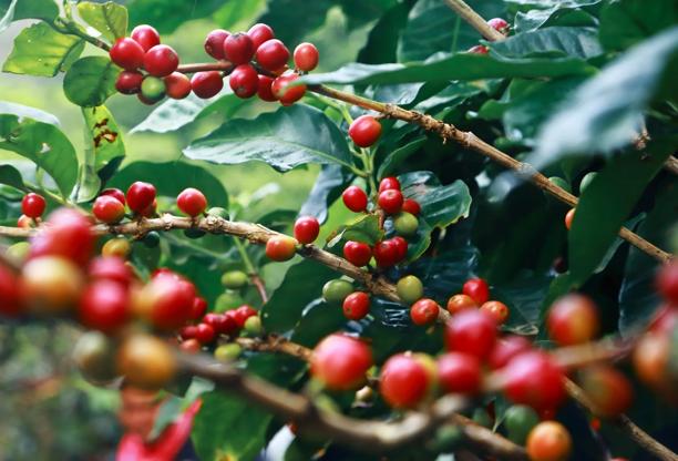 Close-up de cerejas de café maduras em um galho, destacando a experiência da StoneX no fornecimento de cafés especiais.