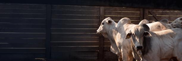 Vista aproximada de um grande rebanho de gado Nelore no Brasil, destacando a pecuária e a produção de carne bovina