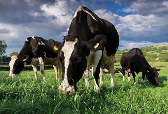 Dairy cow grazing in a green field under a clear sky	