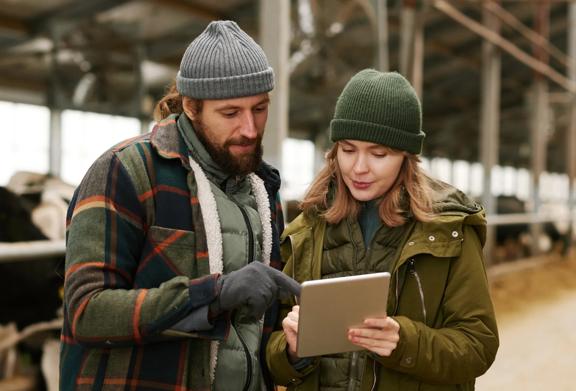 Two farmers reviewing data on a tablet inside a barn with cows in the background