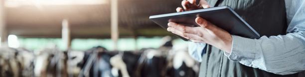 Farmer using a digital tablet to manage livestock data in a modern dairy farm