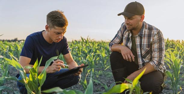 Dois agricultores usando um tablet digital para monitorar o crescimento da cultura em um milharal ao pôr do sol