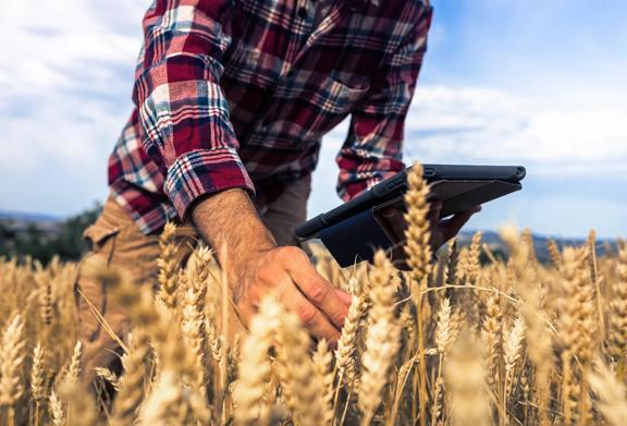 Agricultor usando um tablet enquanto inspeciona plantações de trigo em um campo.