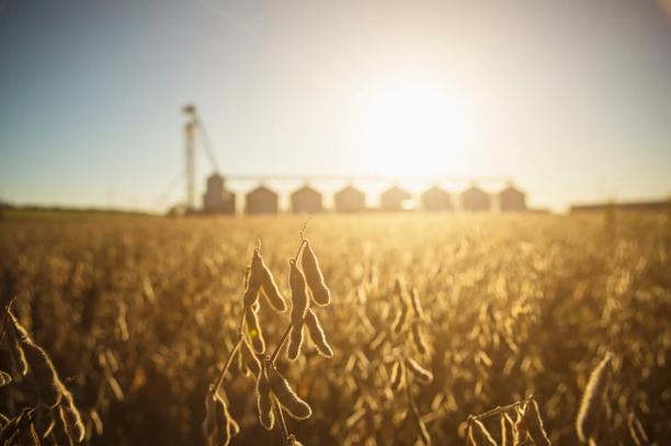 Plantação de soja madura ao pôr do sol com silos de grãos ao fundo.