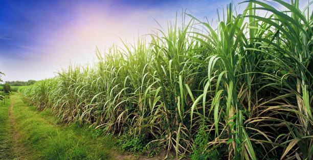 Raw sugar crystals in bulk, representing global sugar production and agricultural commodity trading.