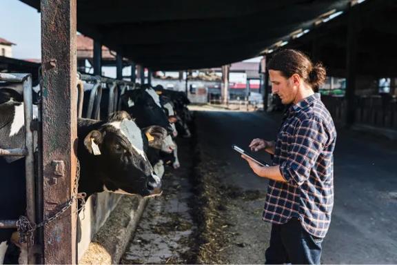 Pessoa usando um tablet enquanto está dentro de um estábulo com gado em estações de alimentação.