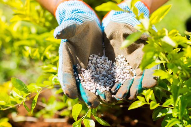 Mãos com luvas aplicando fertilizante granulado em plantas, representando agricultura sustentável e nutrição do solo