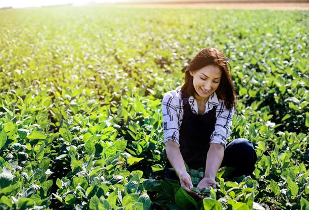 Mulher agricultora ajoelhada em um campo, inspecionando plantas de soja em um dia ensolarado.