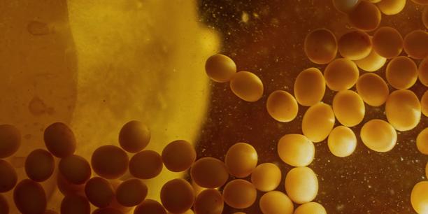 Golden soybean oil droplets