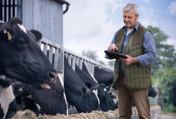 Dairy farmer using a tablet while cows feed in a barn