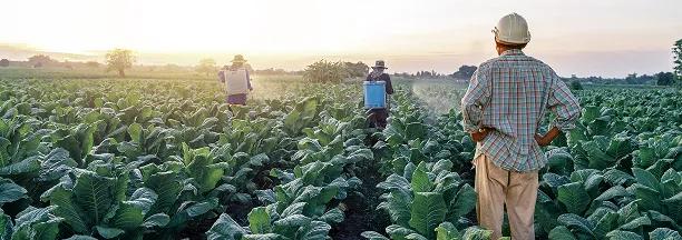 Farm workers tending to a lush green crop field at sunrise, symbolizing agricultural labor and crop production.