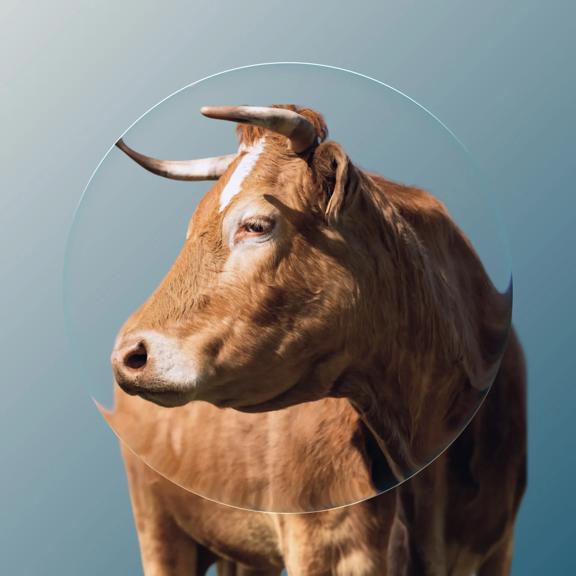 Magnifying lens over a brown cow with horns on a teal background