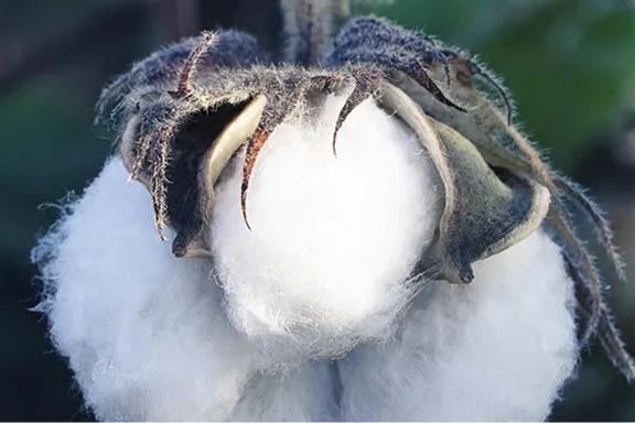 Close-up of a ripe cotton boll ready for harvest.