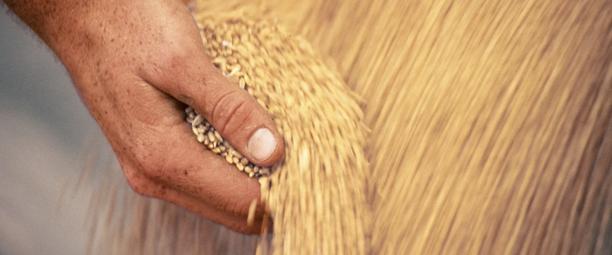 Close-up of hands harvesting wheat grains from a field.
