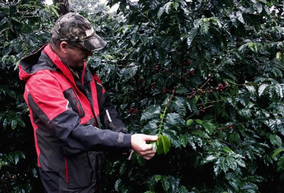 StoneX commodities expert inspecting coffee plants during a field visit in a rainy coffee-growing region