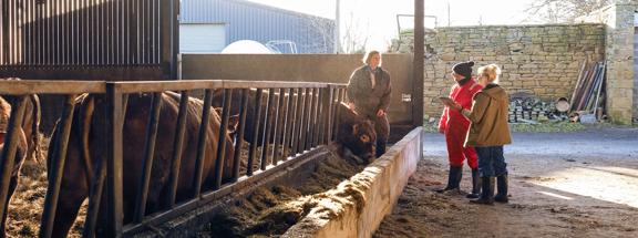 Trabalhadores rurais alimentando vacas em um estábulo enquanto discutem cuidados e gerenciamento.