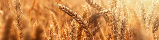 Golden wheat field under sunlight, representing global grain supply and commodity markets