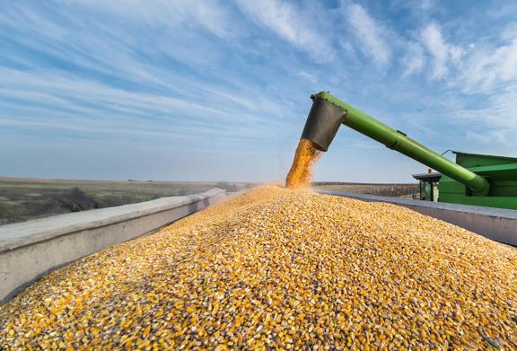 Grain harvester unloading corn into a trailer under a blue sky