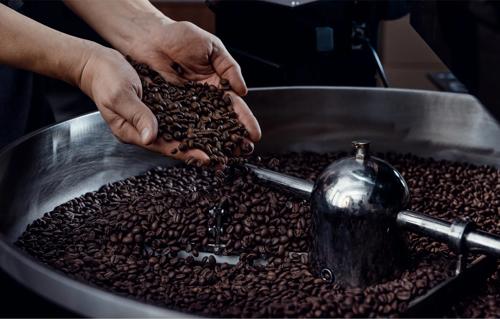 Hands inspecting roasted coffee beans in a cooling tray, representing quality control in coffee trading.