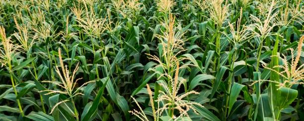 Cornfield with plants at the flowering stage, showcasing rows of green corn stalks