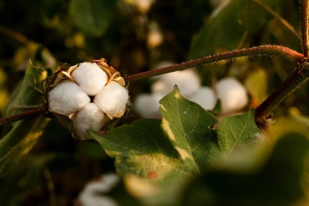Close-up of a white cotton boll among green leaves, with a softly blurred background and warm natural light.