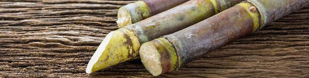 Sugarcane stalks placed on wooden surface, representing agricultural commodities and global sugar trade