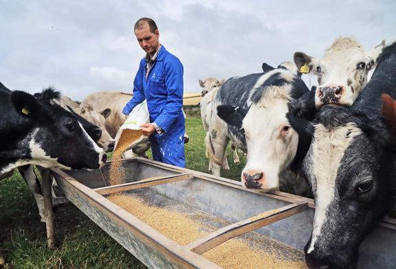 Farmer in blue overalls feeding dairy cows with grain at a trough on a livestock farm