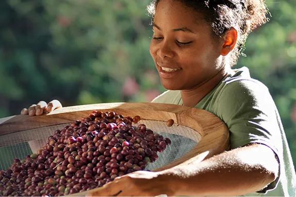 Woman sorting freshly harvested coffee cherries using a wooden sieve.