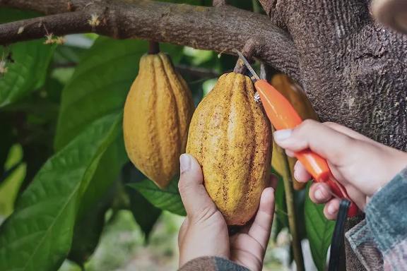 Hands harvesting a ripe cocoa pod from a cacao tree using a cutting tool.