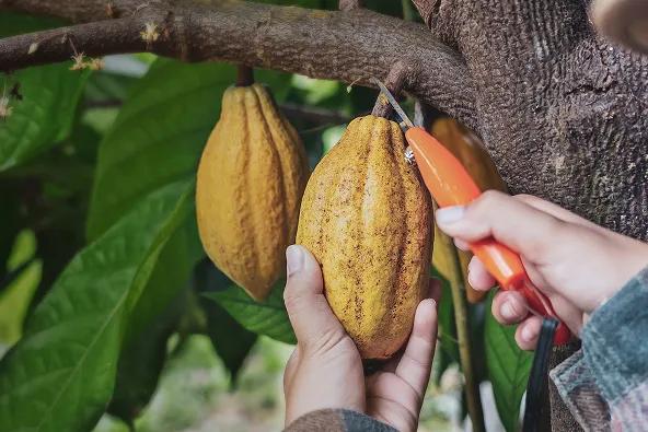 Mãos colhendo uma vagem de cacau maduro de um cacaueiro usando uma ferramenta de corte.