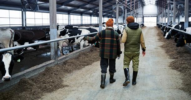 Two farmers walking through a modern dairy barn with Holstein cows in stalls