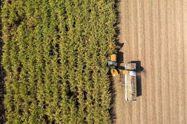 Vista de drone de máquinas colhendo cana-de-açúcar e carregando em caminhão