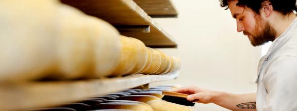 Artisan cheesemaker brushing wheels of cheese on wooden shelves during the aging process.