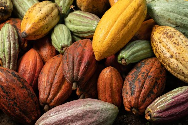Assorted cacao pods in various colours and stages of ripeness displayed in a close-up view.