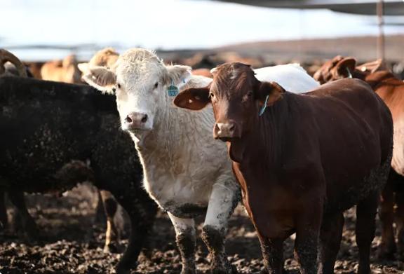 Two beef cattle, one white and one brown, standing in a muddy feedlot with other cattle in the background