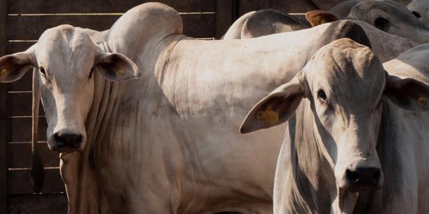 White cattle standing together in a livestock enclosure