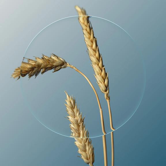 Magnifying lens on three heads of wheat on a teal background