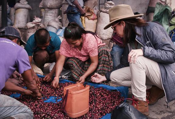 Coffee farmers sorting freshly harvested coffee cherries with an industry professional observing the process