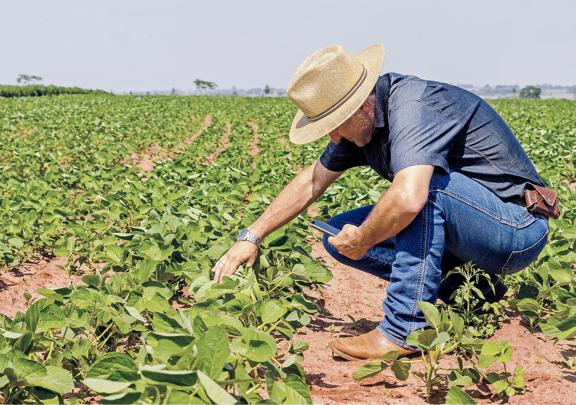 Farmer inspecting young soybean plants in a large agricultural field on a sunny day