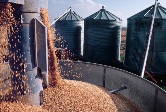 Golden grain being transferred through an industrial chute into a storage container, with multiple large metal silos visible in the background at a rural grain facility.