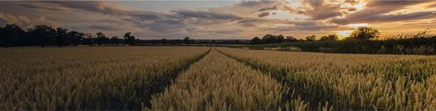 Wide field of crops under a sunset sky, representing agriculture and food production