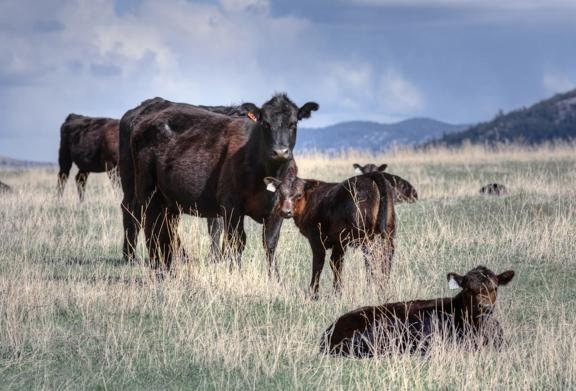 Black cattle grazing and resting in an open pasture with mountains in the background
