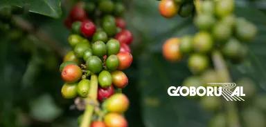 Globo Rural In the news