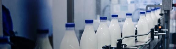 Milk bottles moving along an automated conveyor belt in a dairy processing plant