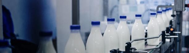 Garrafas de leite se movendo ao longo de uma esteira transportadora automatizada em uma fábrica de processamento de laticínios