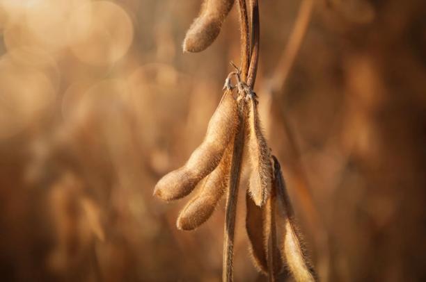 Close-up of ripe soybean pods in a field with warm sunlight.