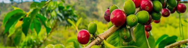 Coffee cherries on plant branches, representing coffee farming and global supply chains
