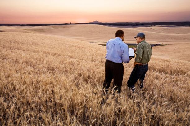Two men discussing data in a wheat field, representing agricultural consultation and fieldwork
